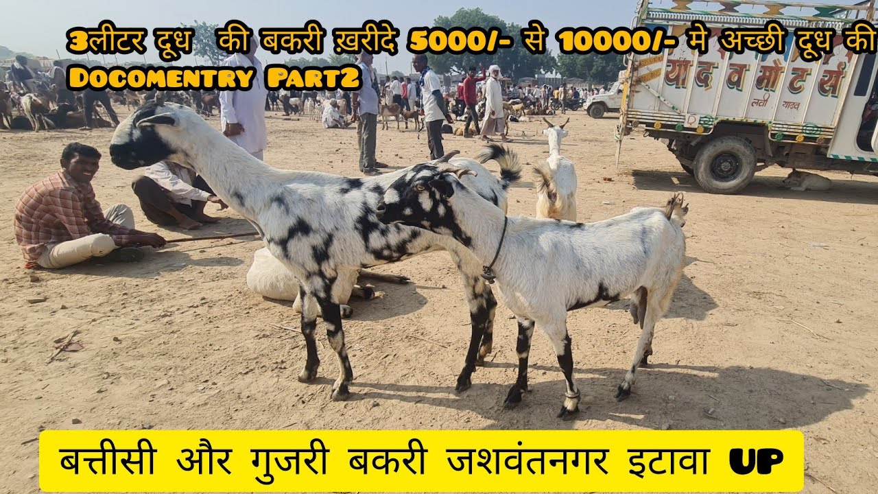 Battisi Milk Goat Jaswantnagar Bakra Mandi Docomentry Part2| दूध वाली बकरिया कम दामों मे देखे ||
