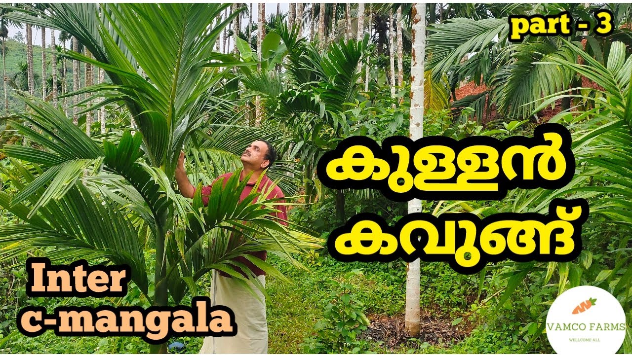 കുള്ളൻ കവുങ്ങ് !!!!  നിങ്ങൾ അറിയേണ്ടതെല്ലാം... 