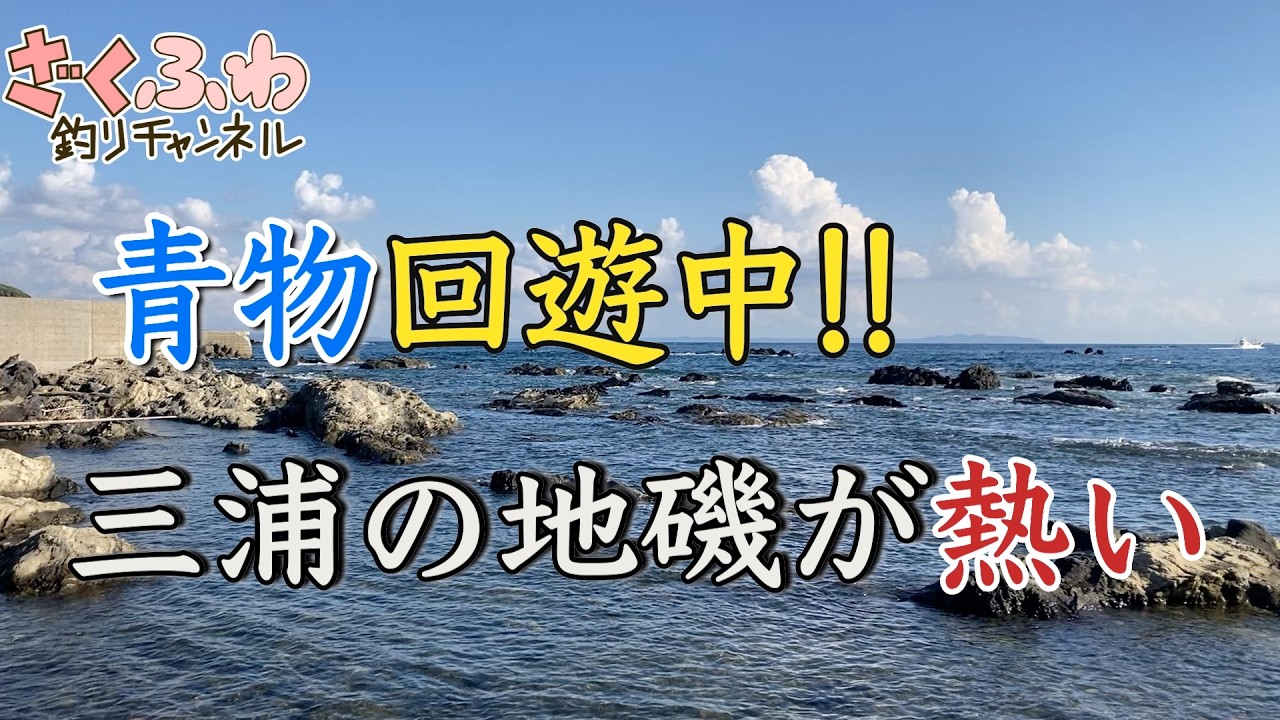 青物祭り開催中！三浦半島の地磯が熱すぎる！！【ロックショア】【ショアジギ】