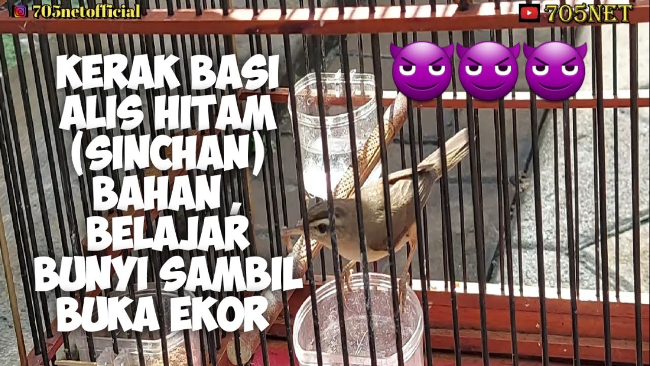 BELAJAR NGRUMATI KERAK BASI ALIS HITAM BAHAN (SINCHAN)