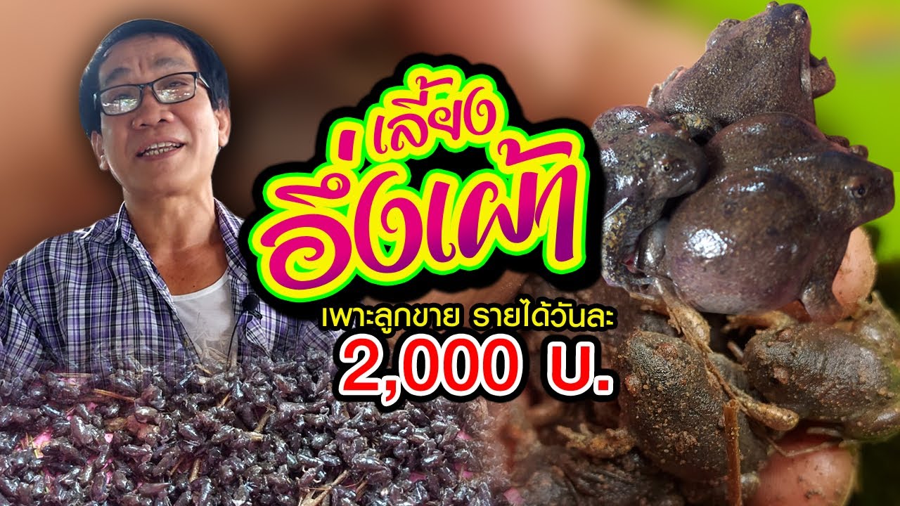เลี้ยงอึ่งเผ้า เพาะลูกขาย รายได้วันละ 2,000 บาท