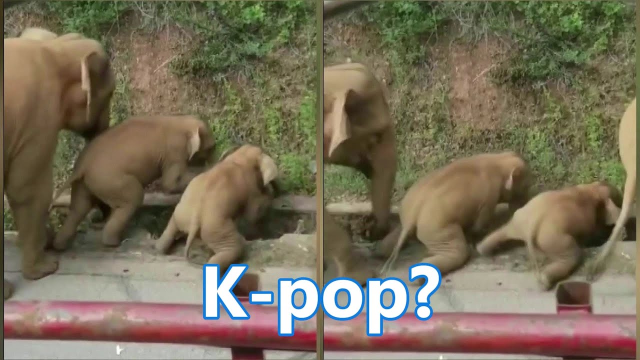 Asian elephants enjoy bodyguard protection while roaming in Yunnan, China | 亞洲象在中國雲南漫遊時享受保鏢保護