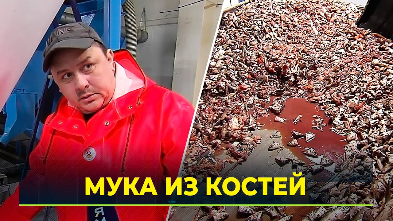 Как делают костную муку из рыбных отходов в Салехарде