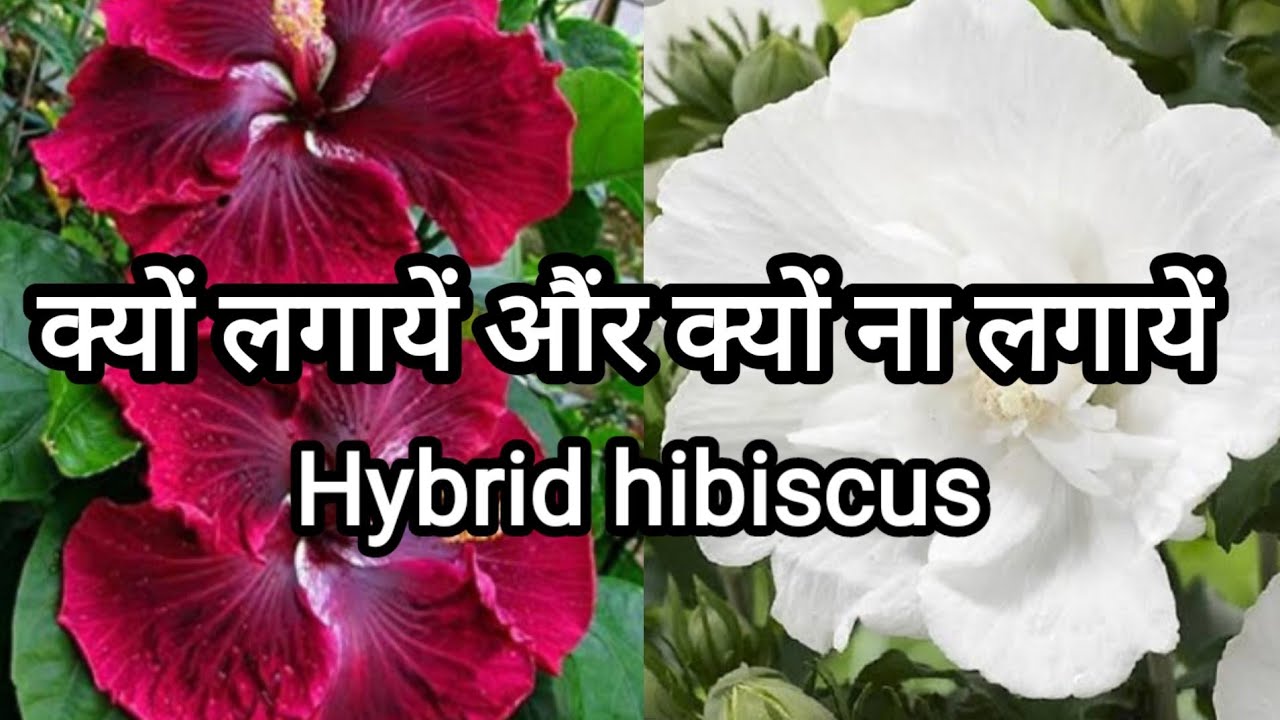 Hybrid hibiscus plant care & fertilizer