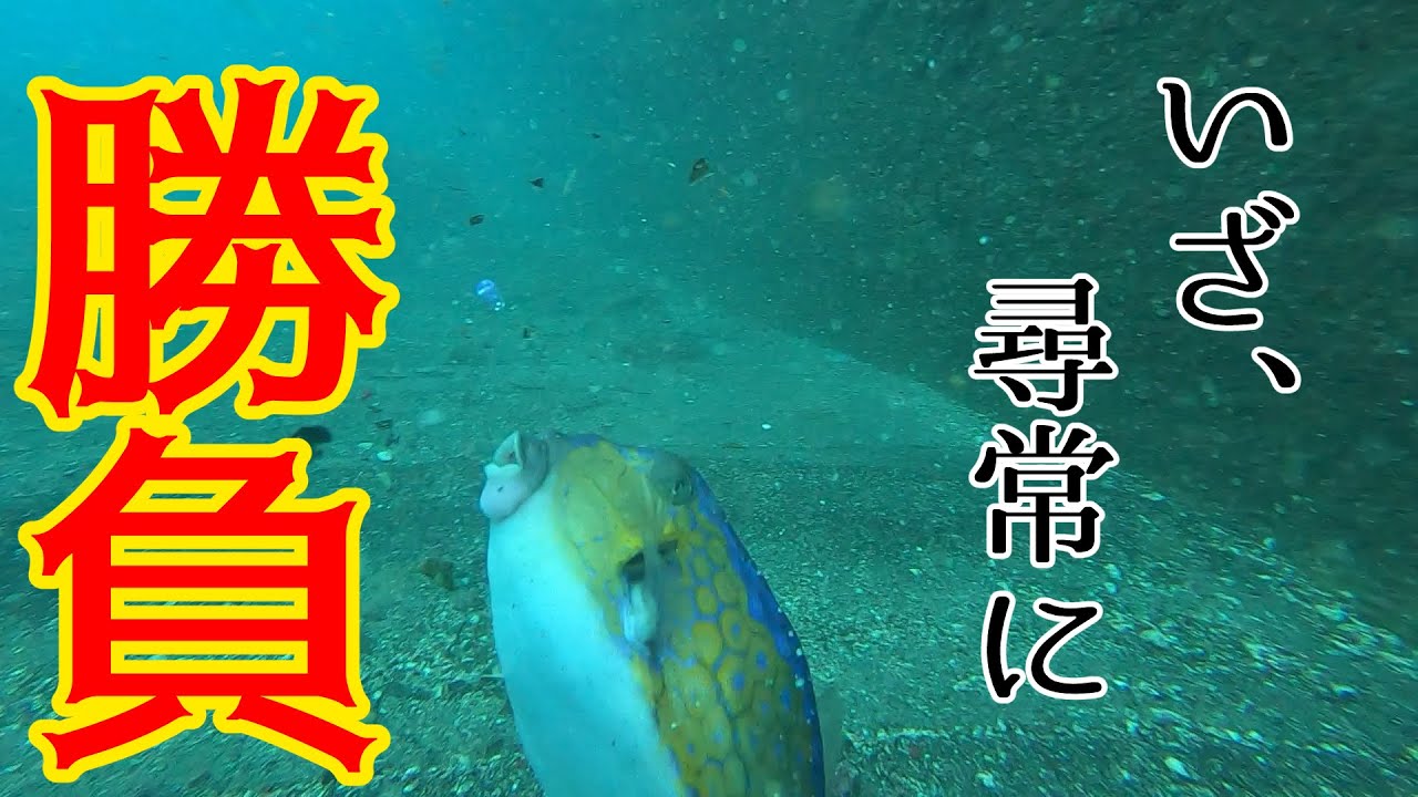 V　　S　　さ　　か　　な　　ク　　ン　　【八丈島/底土港】