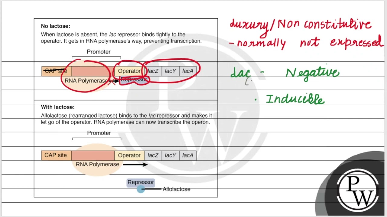 The non constitutive or luxury gene in lac operon is/ are (1) Operator gene (2) Regulator gene (...