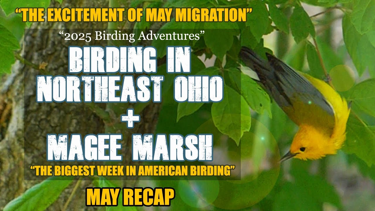 2025 Birding Adventures - Including Magee Marsh Biggest Week - May Recap