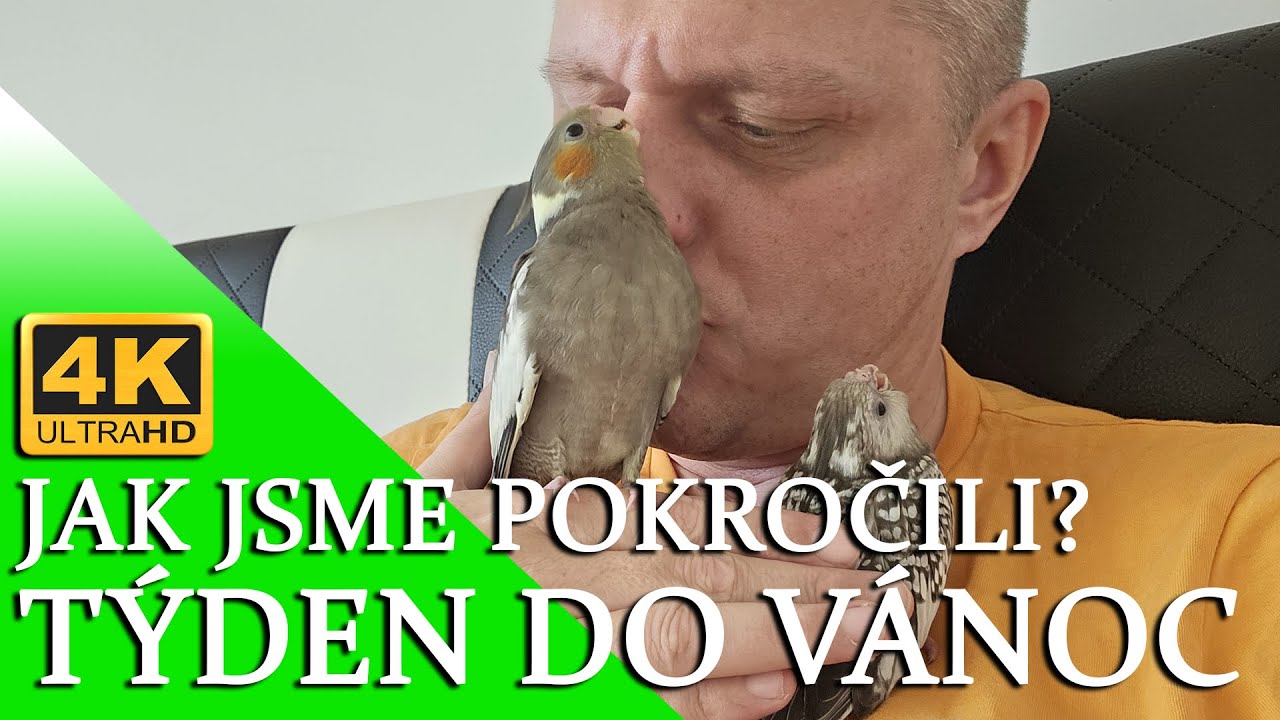 🔴[4K ] T&yacute;den do v&aacute;noc, jak jsme pokročili? │KorelyEu