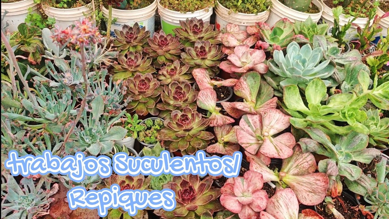 Trabajos suculentos - Repiques #proyecto #suculentas 