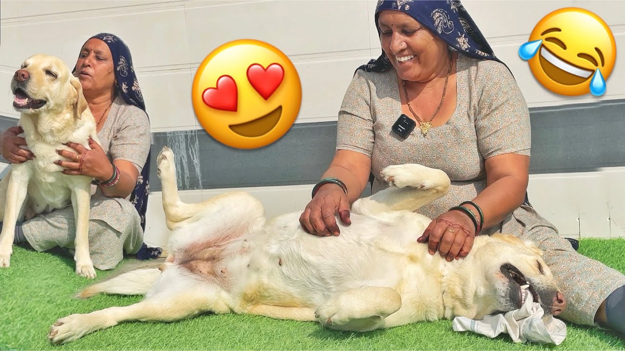 Every Indian Mom Who Doesn’t Want a Dog | Dog Demands Belly Rubs 
