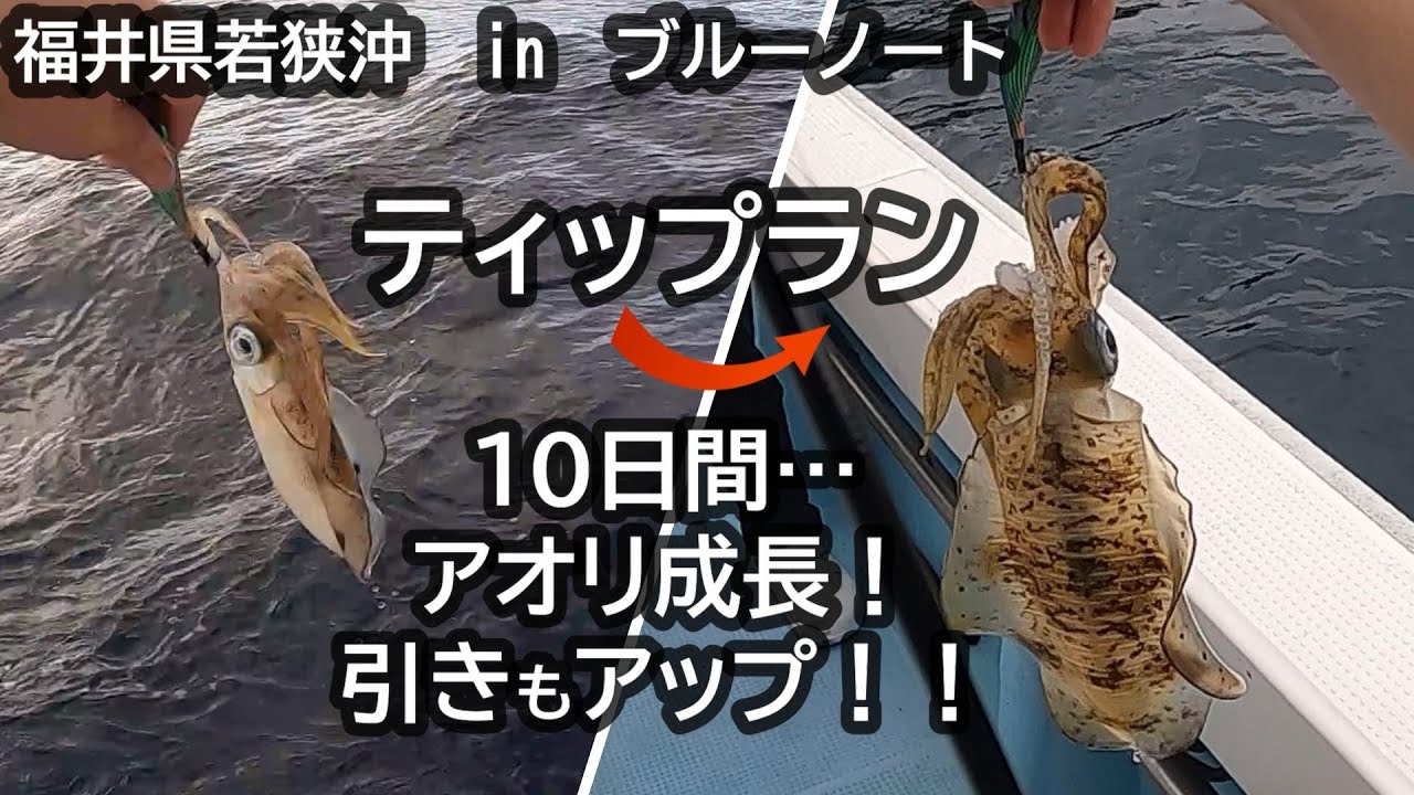 【ティップラン】秋アオリ10日間で急成長！？強烈な引きに感動！