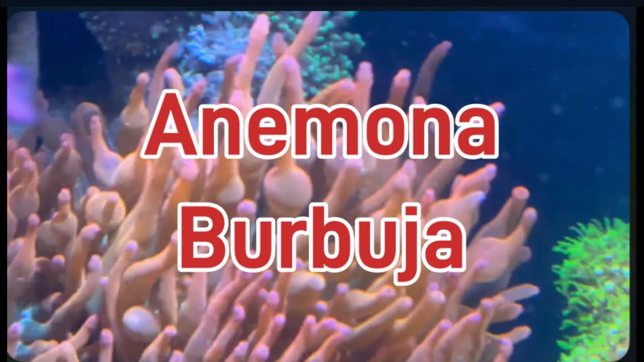 Anemona burbuja la mas fácil de tener de las simbiontes??