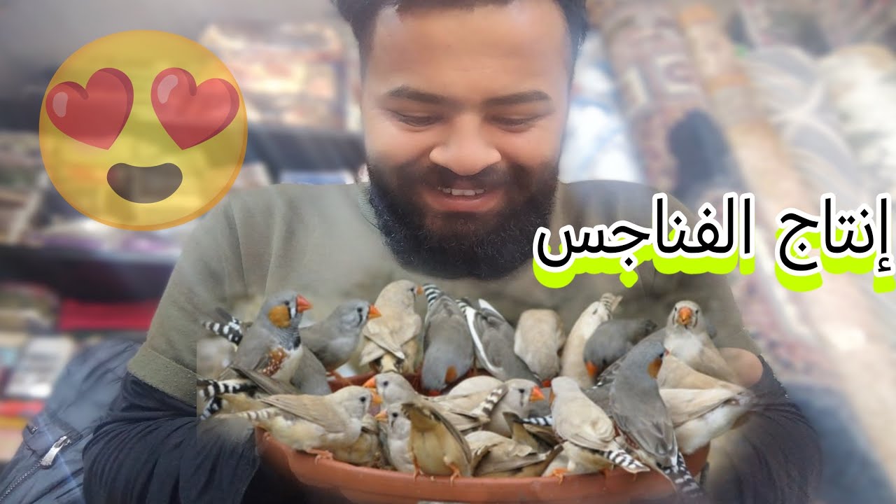 فتح اعشاش الفناجس 😍 شوفوا افراخ الكرست 🥰 فتح اعشاش الكوكتيل والبادجي