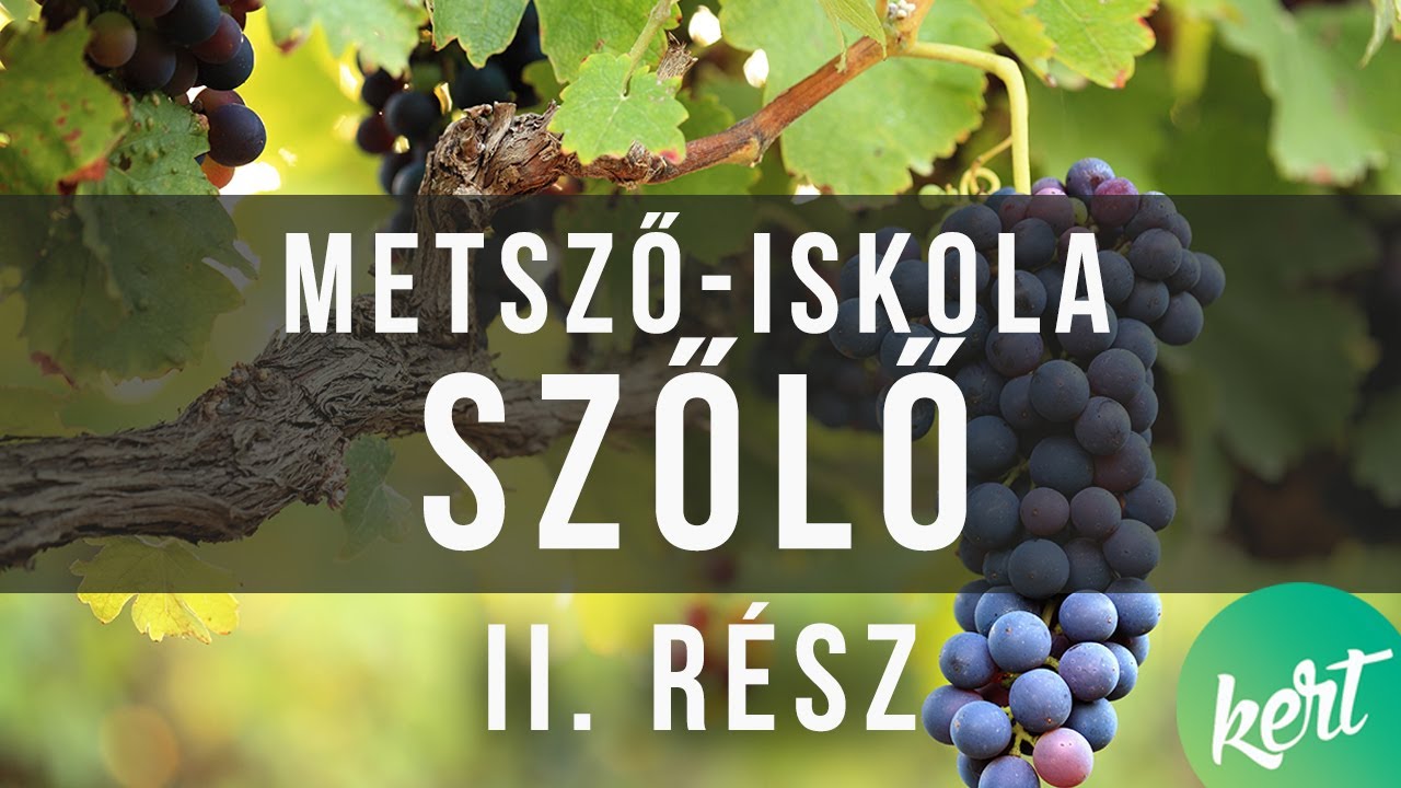 A szőlő metszése, II. rész - szálvesszős technika | kert TV metszőiskola