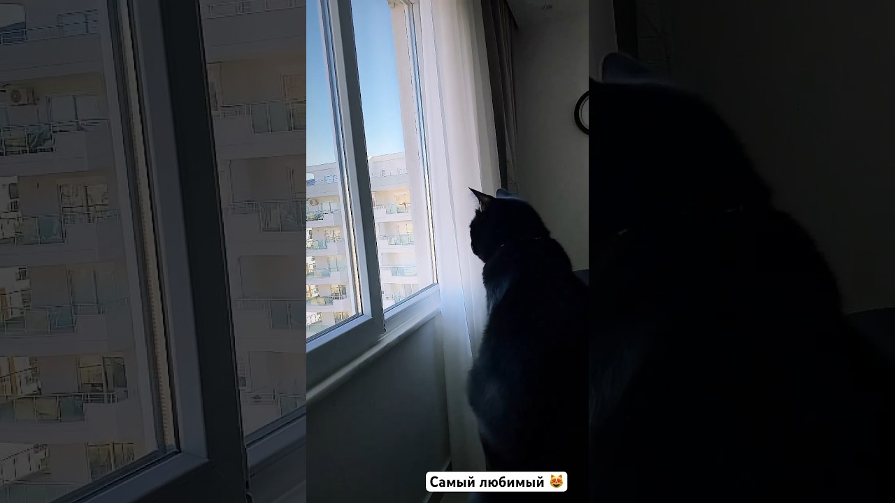 Мы сидим в окно смотрим 😻😁 #goodmorning #blog #cat #cats