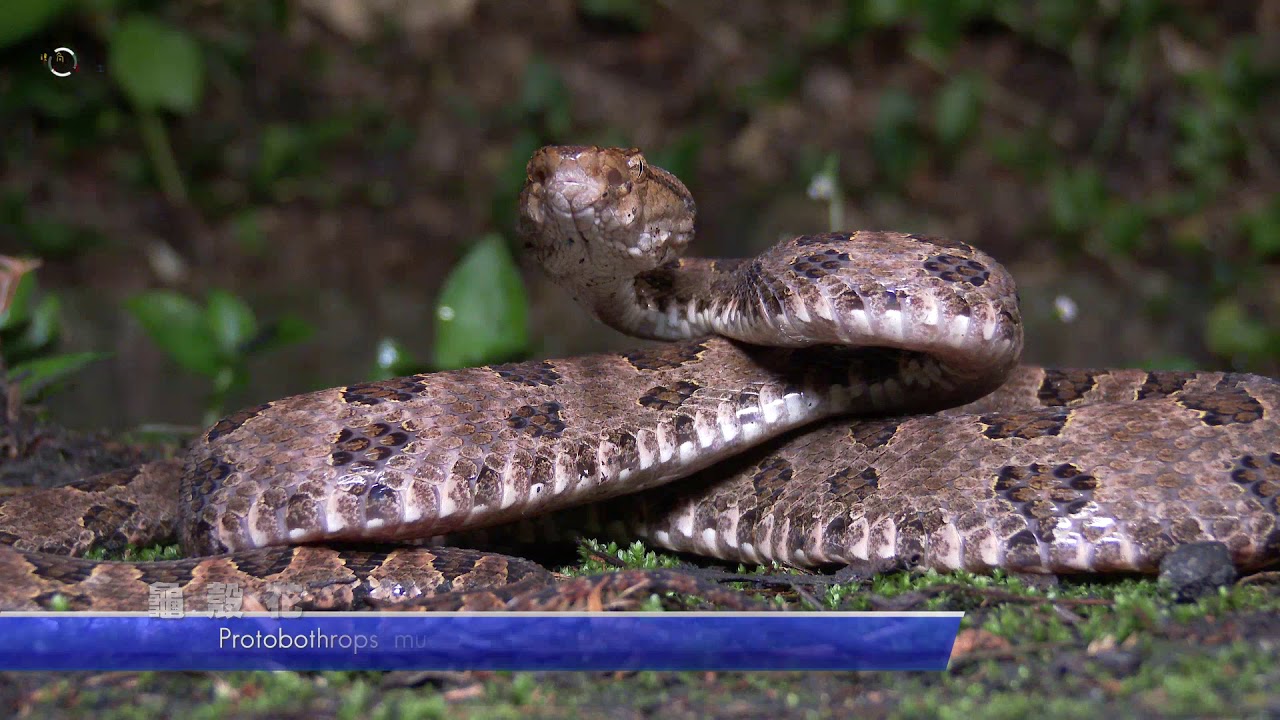 龜殼花  Protobothrops mucrosquamatus