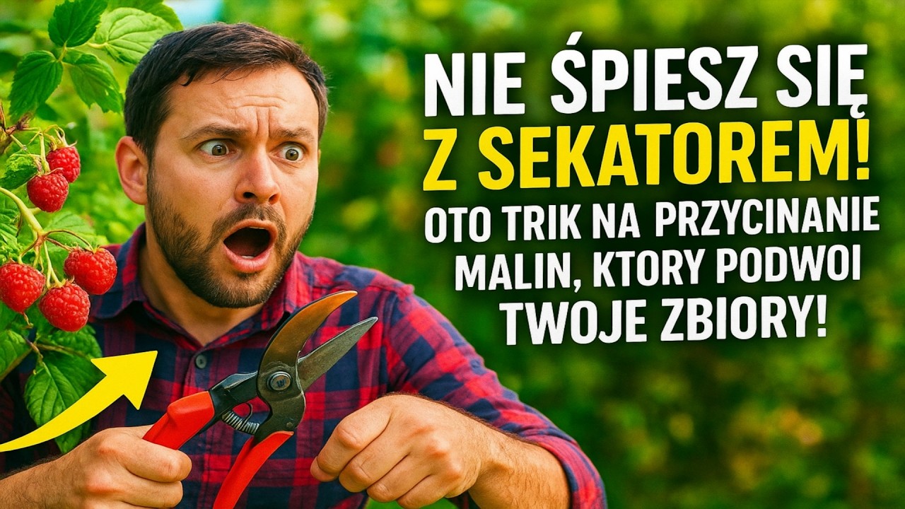 Nie śpiesz się z sekatorem! OTO TRIK NA PRZYCINANIE MALIN, KTÓRY PODWOI TWOJE ZBIORY! 🍇