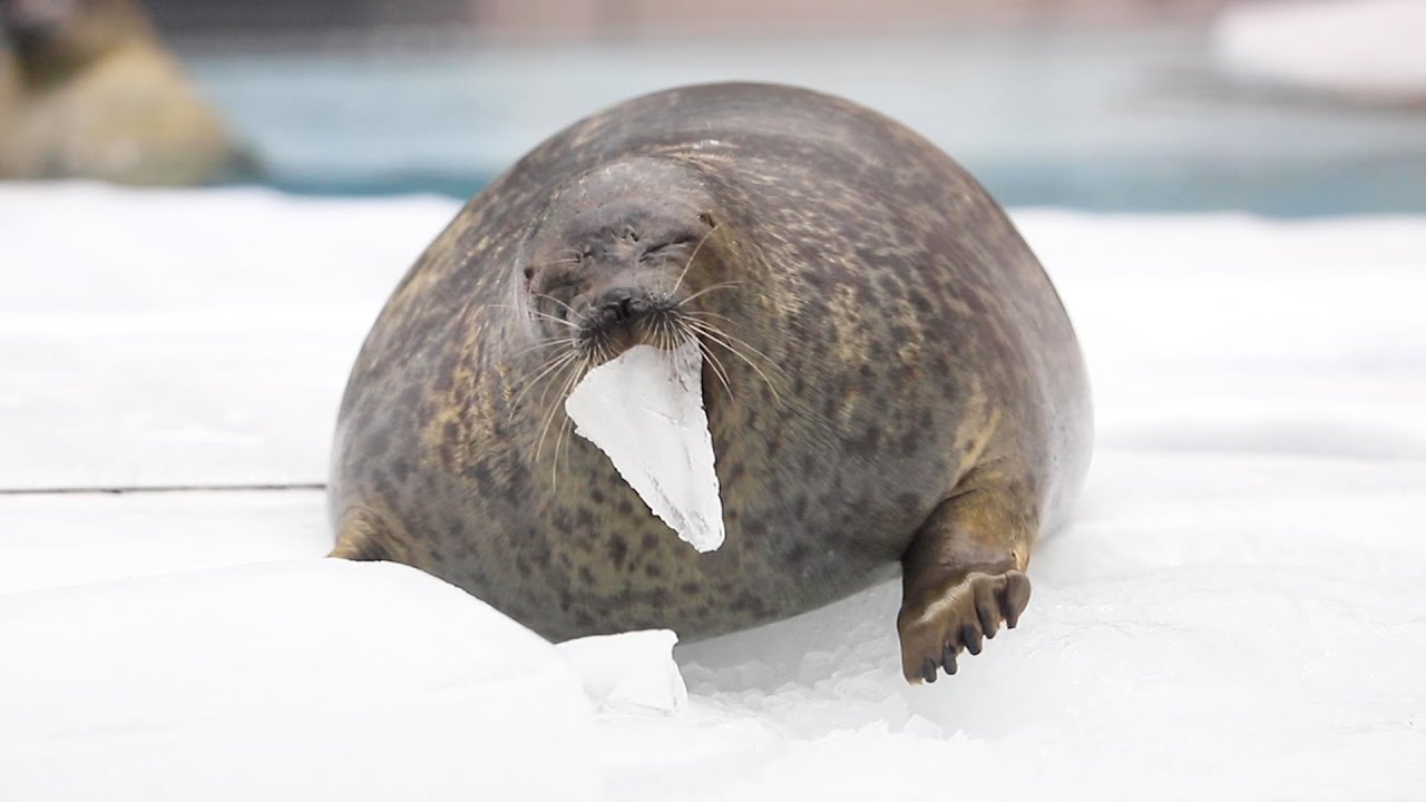 【まるすぎるアザラシ】 氷で遊ぶユキちゃん （Ringed seal / Yuki）