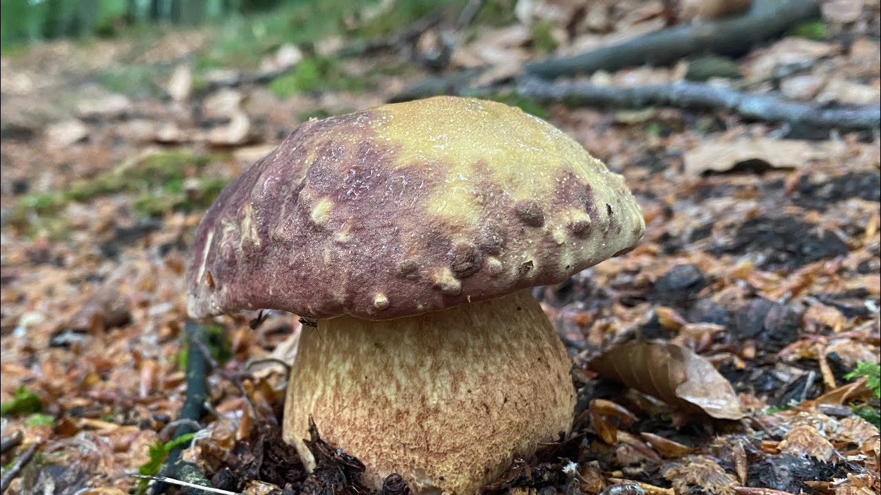 Salida a por BOLETUS PINICOLA entre HAYAS de mediados de Mayo del 2023