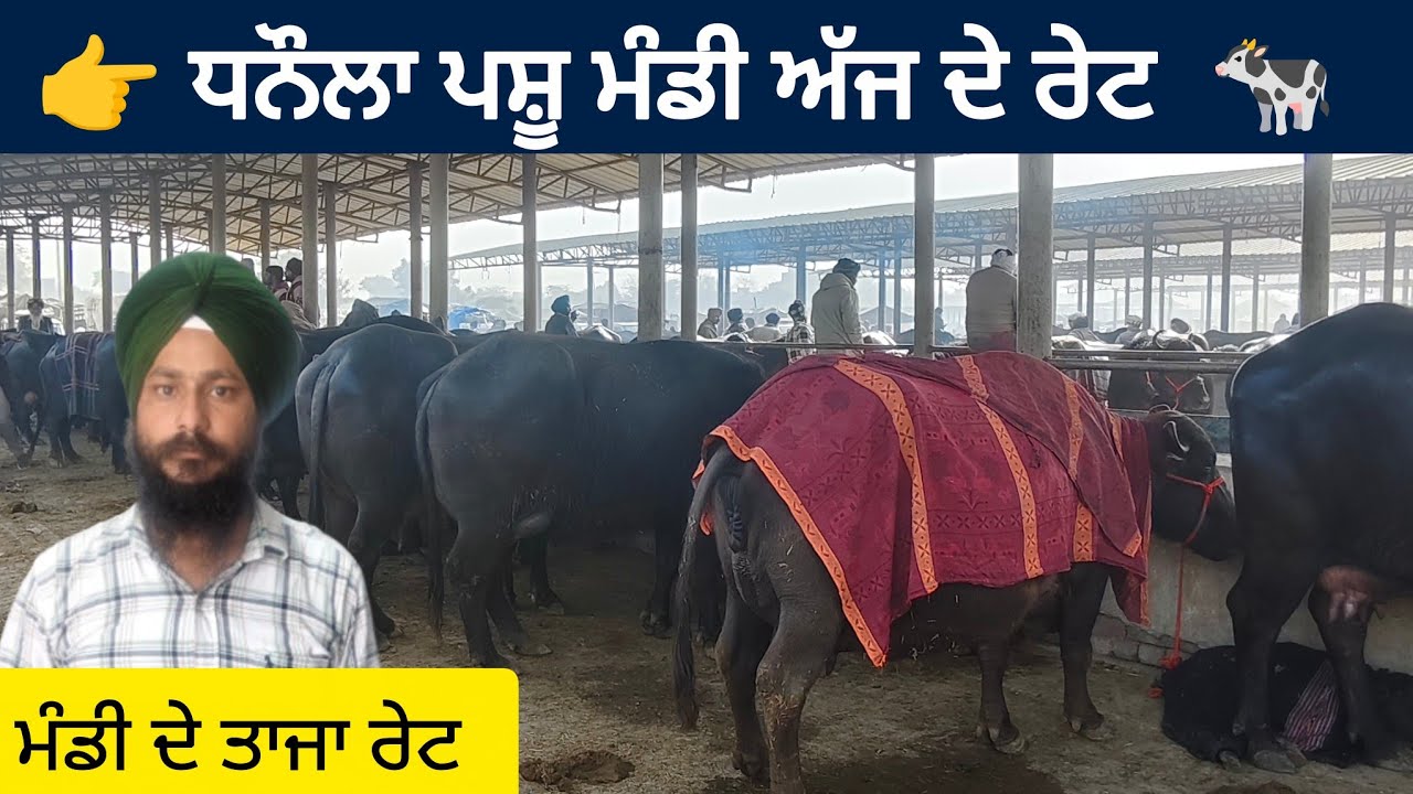 ਧਨੌਲਾ ਪਸ਼ੂ ਮੰਡੀ ।। Dhanaula Pashu mandi today।। #buffalo #cow  