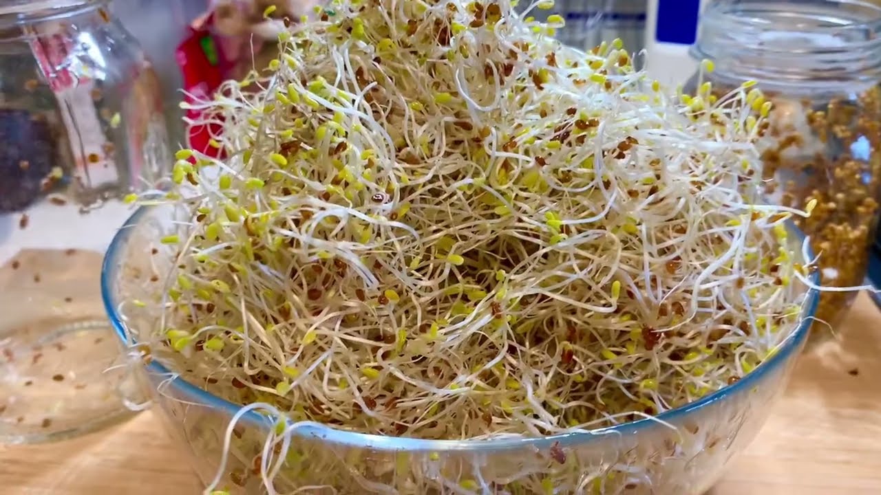 REMOVING HULLS FROM CLOVER SPROUTS
