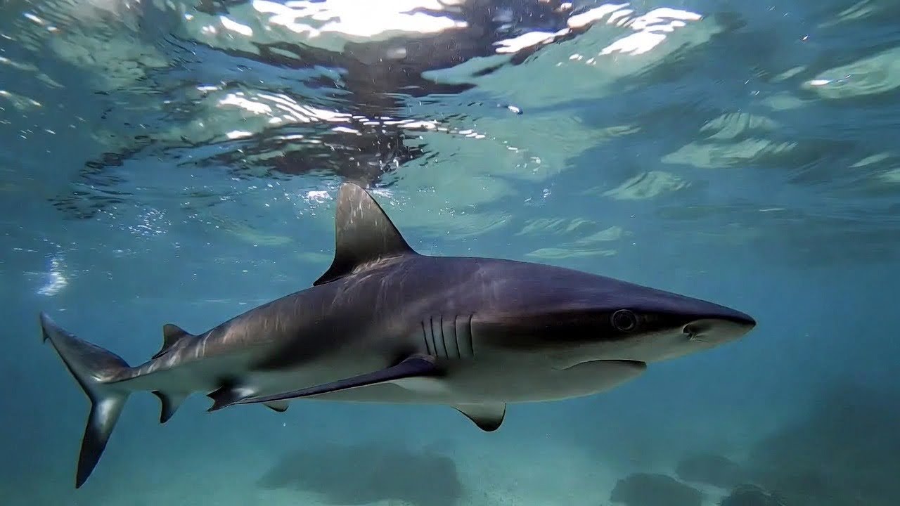 Breathtaking Shark Moments in HDR 4K 60 FPS