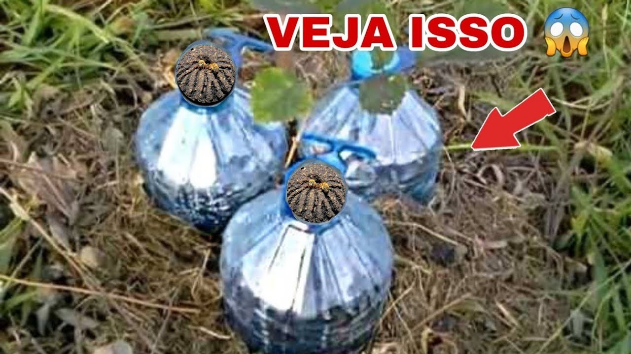 TRANSFERÊNCIA de URUÇU AMARELA na GARRAFA PET (que emoção 😱)