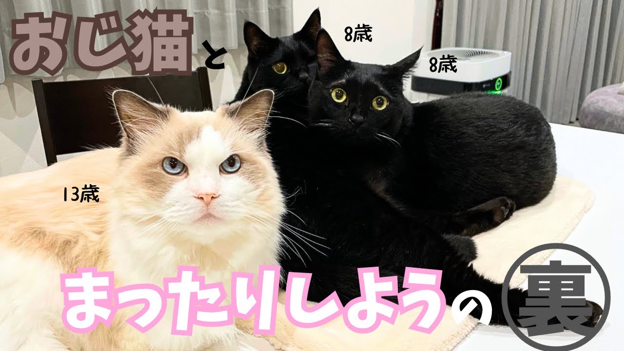 実はドタバタ！？自由過ぎる猫たちに振り回される夜w