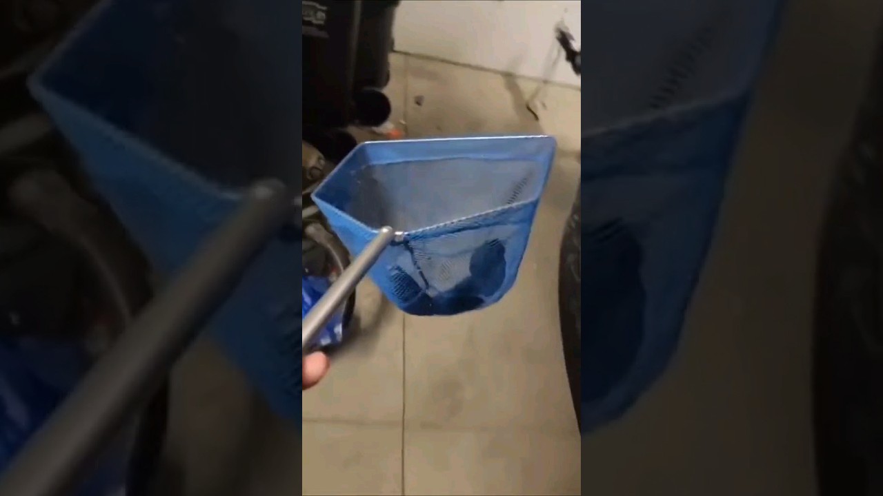 I Bought A Red Terror Fish To UNALIVE my Catfish and this is what happened!!