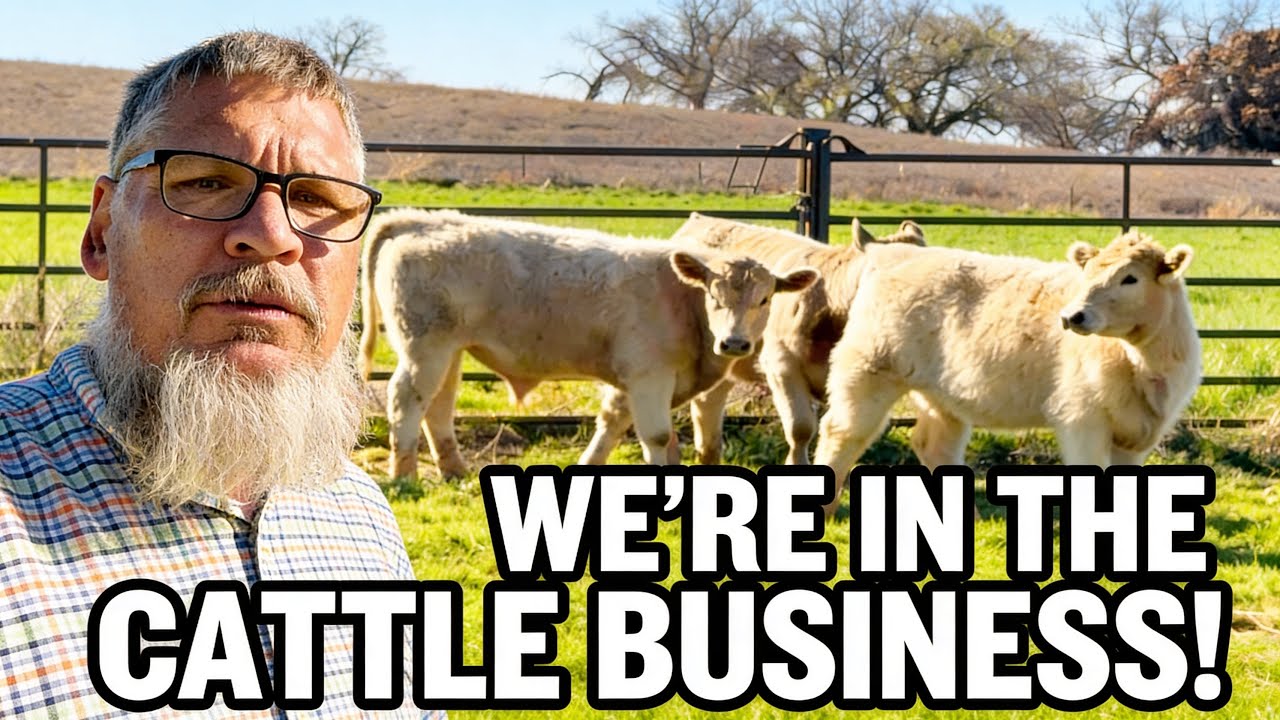 We added cattle to the farm!