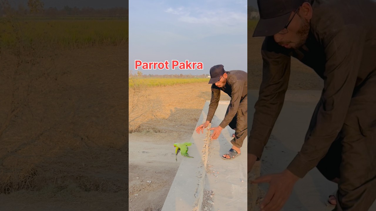 Green Parrot Ko Pakra #greenparrot #parrot #parrottalking #parrotlover #petlover