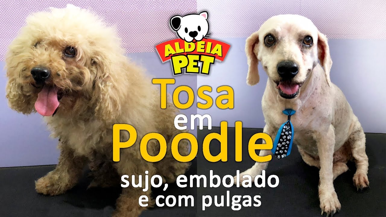 (TRANSFORMAÇÃO)Tosa em Poodle Sujo, Embolado e Com Pulgas