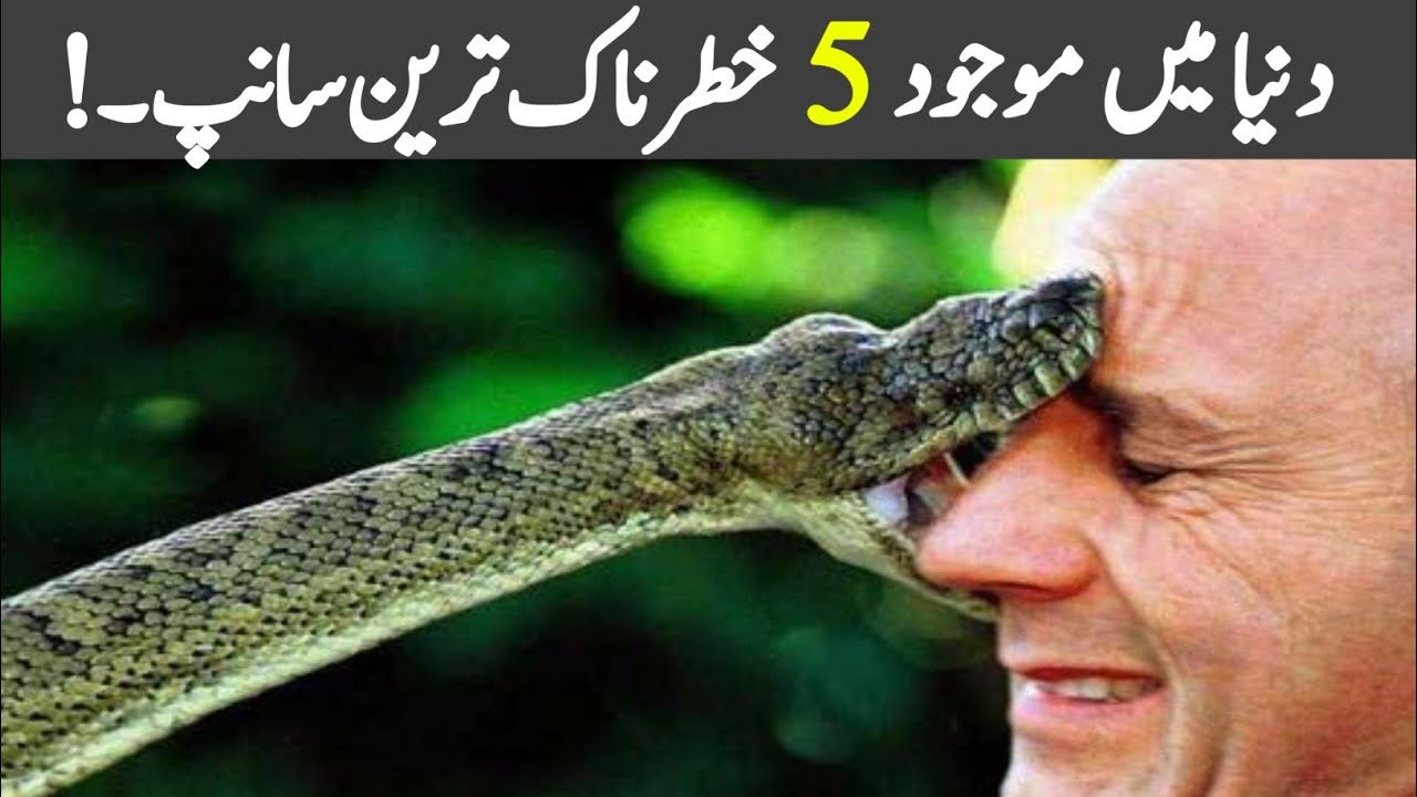 Top 5 Most Dangerous Snakes in the World | One Bite Can Kill 😱