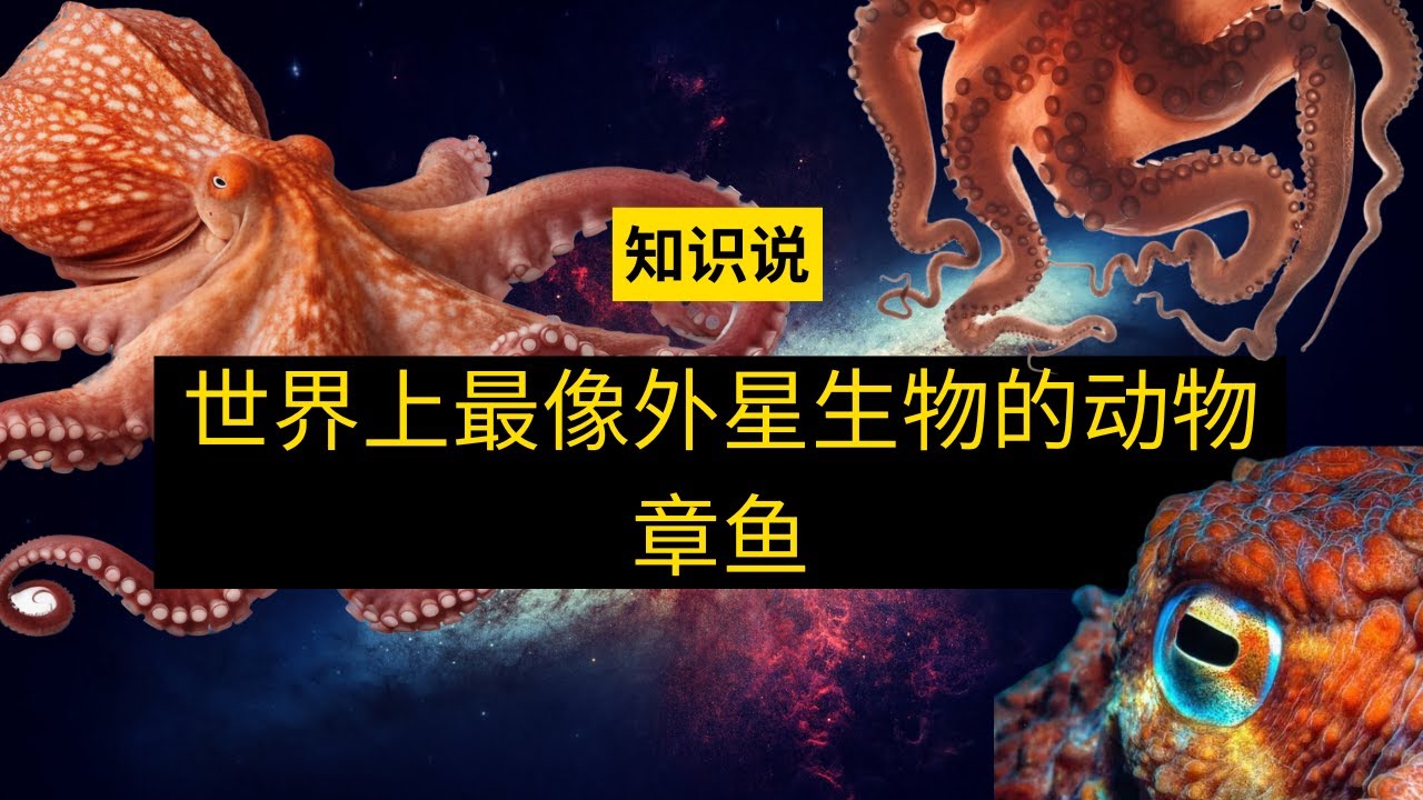 世界上长得最像外星生物的动物章鱼 - 知识说