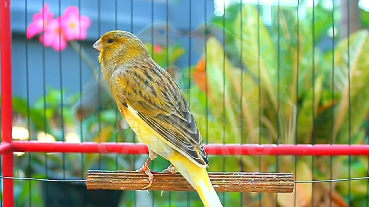 Canto lindo em HD do canário belga — perfeito para treinar e estimular o acasalamento! 262