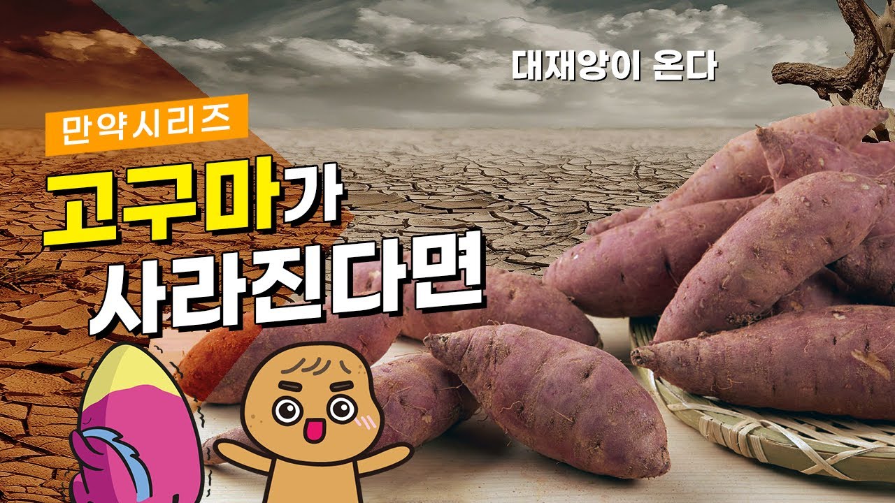 🍠 만약 고구마가 사라진다면 무슨 일이 일어날까? (feat. 감자머리)