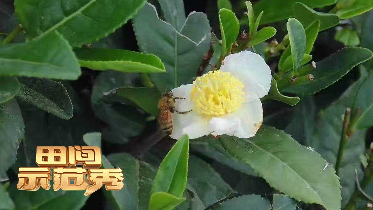 蜜蜂养殖离不开花粉，想让花粉产量迅速提高，看看专家有何妙招！丨「田间示范秀」20230515