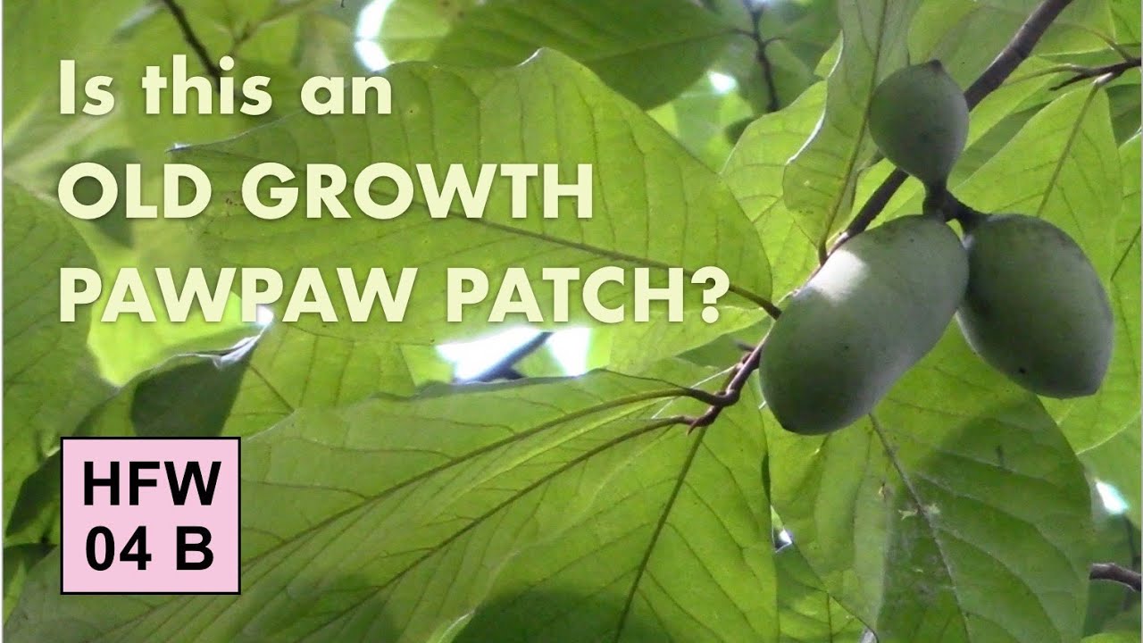 Helping Forests Walk 04 B - Is this an Old Growth Pawpaw Patch?  (Michigan, 2021)
