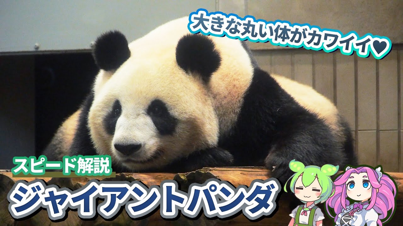 【スピード解説】黒白の大きな丸い体がかわいいジャイアントパンダ【ずんだもん＆四国めたん】