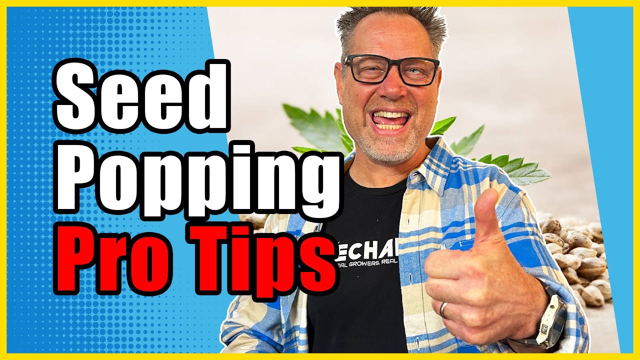 Pop Your Cannabis Seeds Like THIS For BEST RESULTS Possible