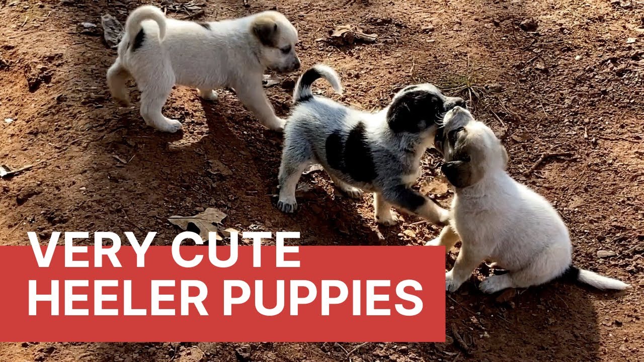 4-weeks Old Blue and Red Heeler Puppies, an Update | Cute Puppies