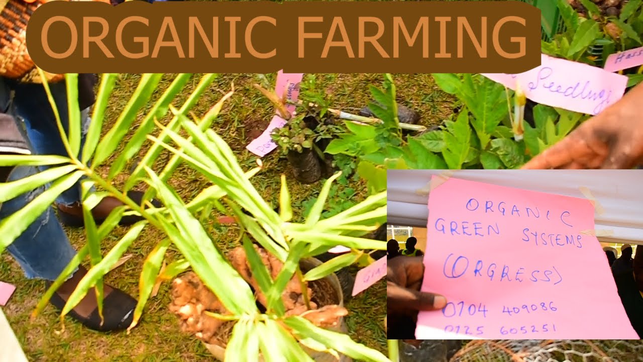 ORGANIC GREEN SYSTEMS (OGRESS)  AGRICULTURAL SHOW AT RONGO SHOW GROUND