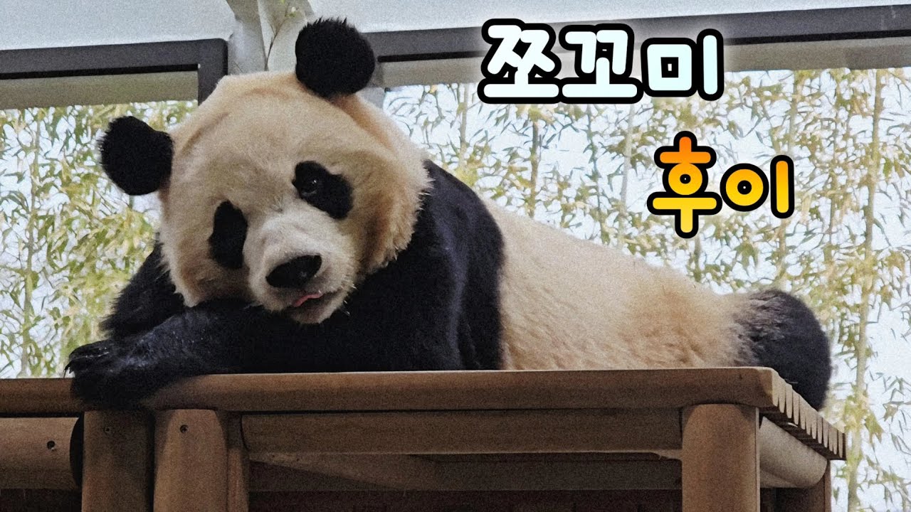 사랑스러운 루이후이랑 닮아가기란? 밥 먹고 바로 눕기😅26.02.23 Everland Ruibao Huibao 