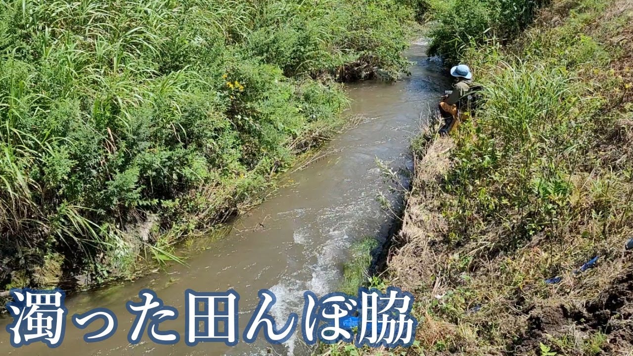 【渓流釣り】濁りの田んぼ脇でデカ山女魚