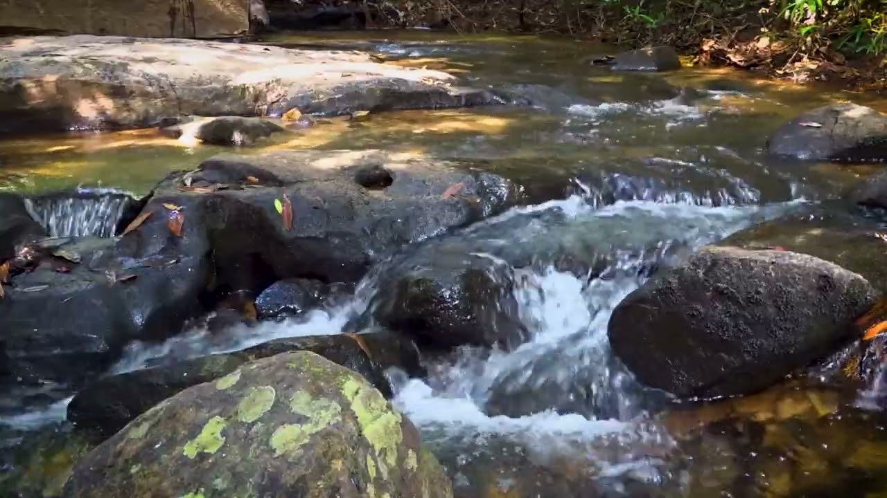 Nature Harmony🌿 | Stream Sounds & Gentle Piano