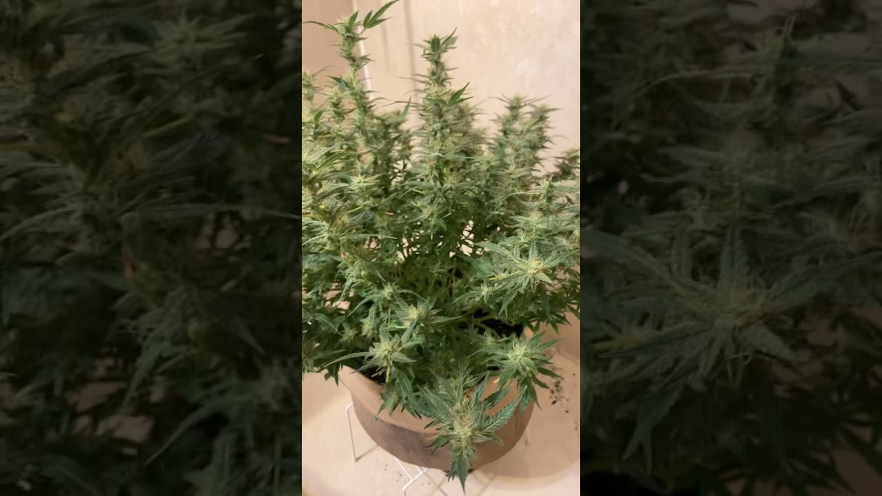 Speed bud Day 1 flush