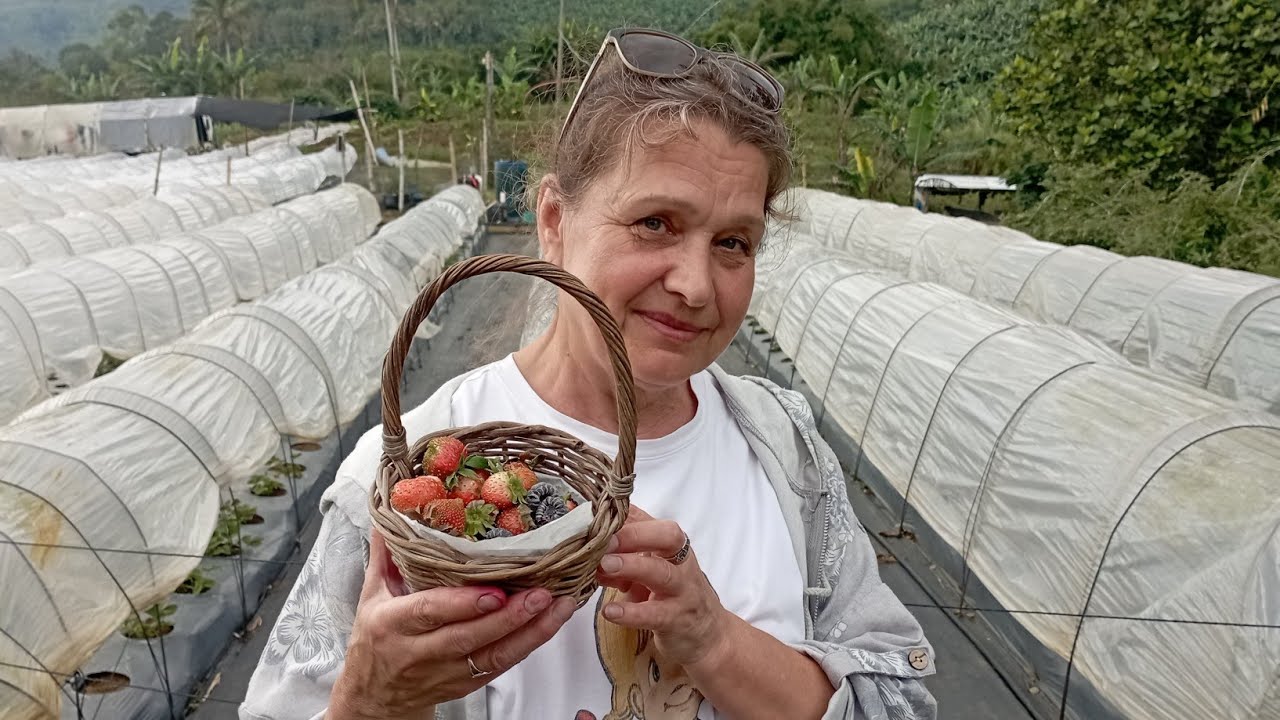 MOM IS DELIGHTED! STRAWBERRY FARM AND BUDDHA PARK IN THE MOUNTAINS! 