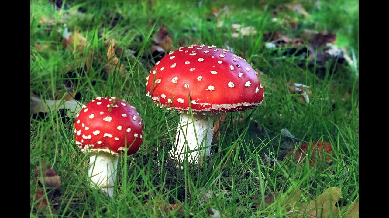 Mushroom Hunting on the Oregon Coast!