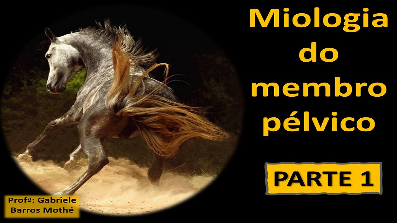 MIOLOGIA DO MEMBRO PÉLVICO - parte 1 (anatomia veterinária)