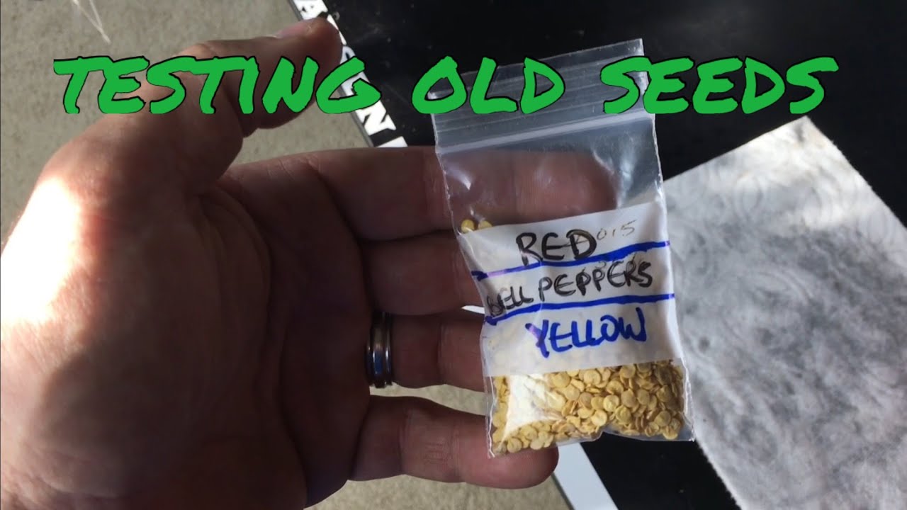Quick Tip - Testing Old Seeds For Viability
